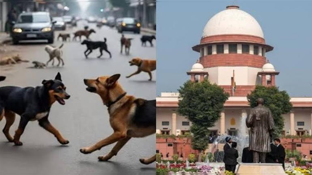 सुप्रीम कोर्ट: 11 दिन बाद नरम किया रुख, आदेश देश भर में होगा लागू ; नसबंदी और टीके लगाकर ही छोड़ सकेंगे सड़क पर आवारा कुत्ते