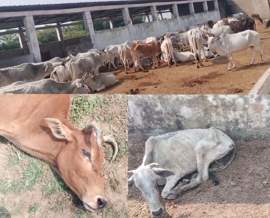 शर्मनाक हकीकत: रीवा की उमरी गौशाला में गायों की भयावह दुर्दशा, भूख-प्यास से तड़पकर मर रहे गोवंश