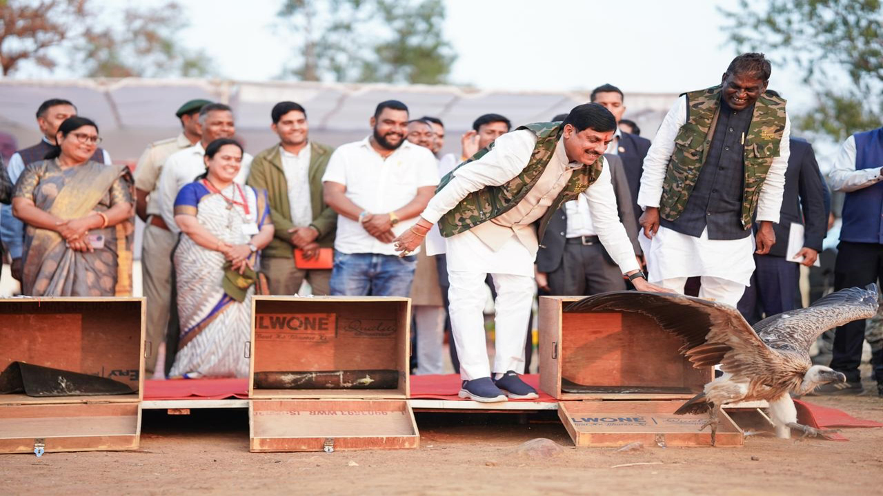 एमपी के ‘स्कैवेंजर्स’ को मिला नया जीवन: मुख्यमंत्री मोहन यादव ने 5 लुप्तप्राय गिद्धों को जंगल में छोड़ा, वन्यजीव संरक्षण का संकल्प दोहराया