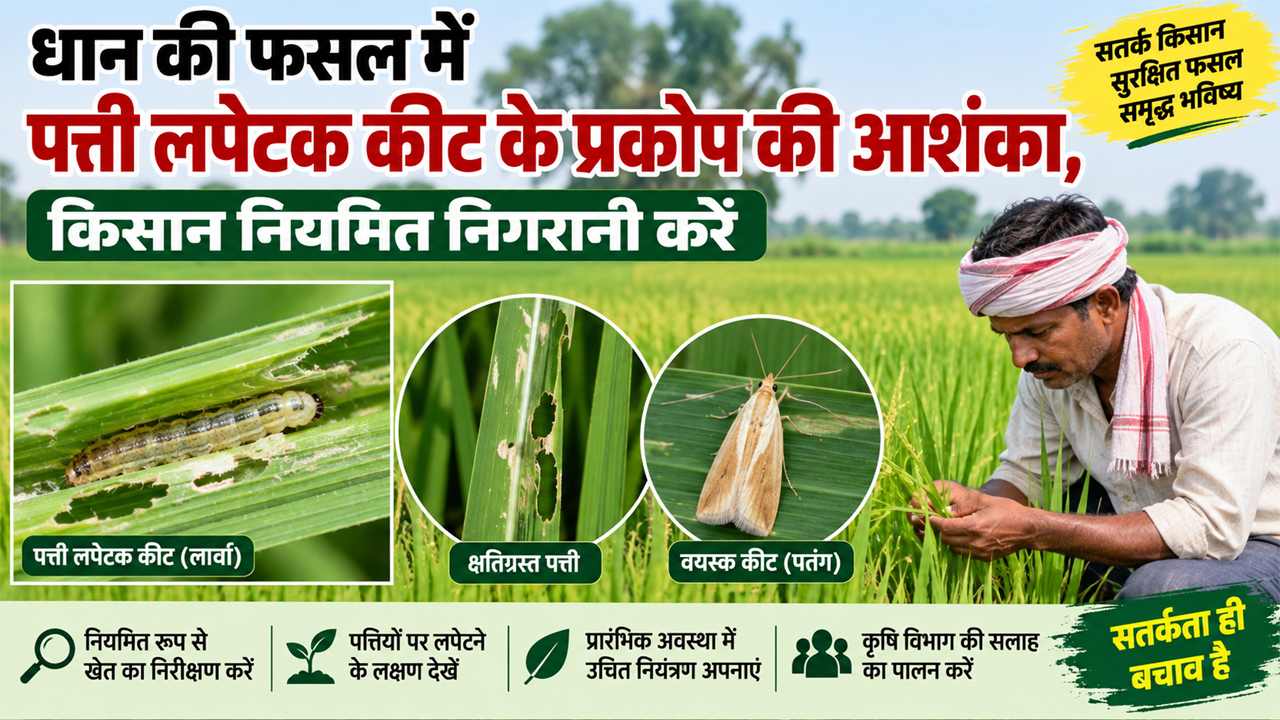Agriculture Department Rewa News: धान की फसल में पत्ती लपेटक कीट के प्रकोप की आशंका, किसान नियमित निगरानी करें